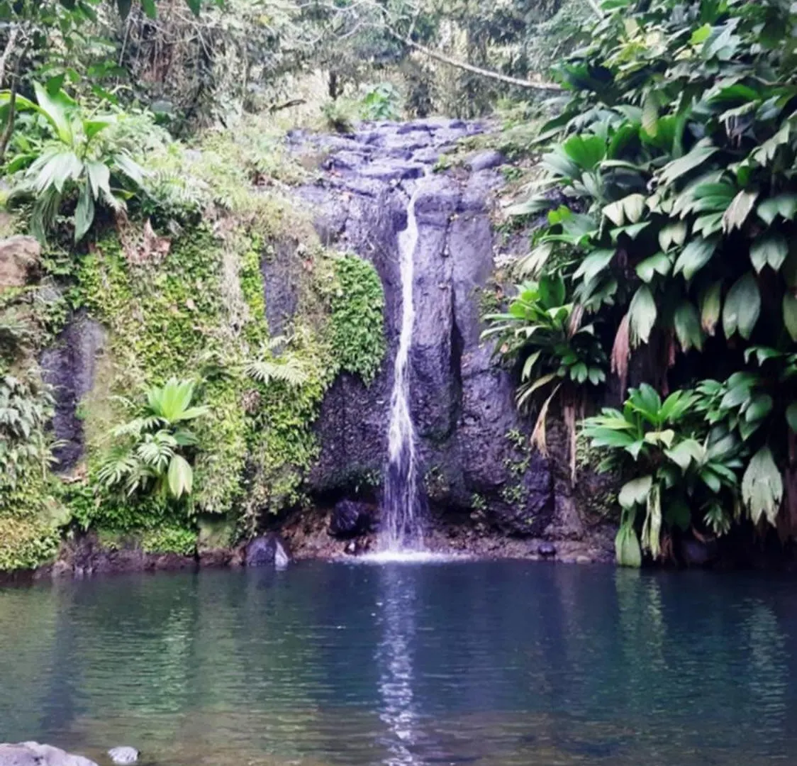 Pipirite Chantant - Studios Vue Mer Sainte-Rose Guadeloupe